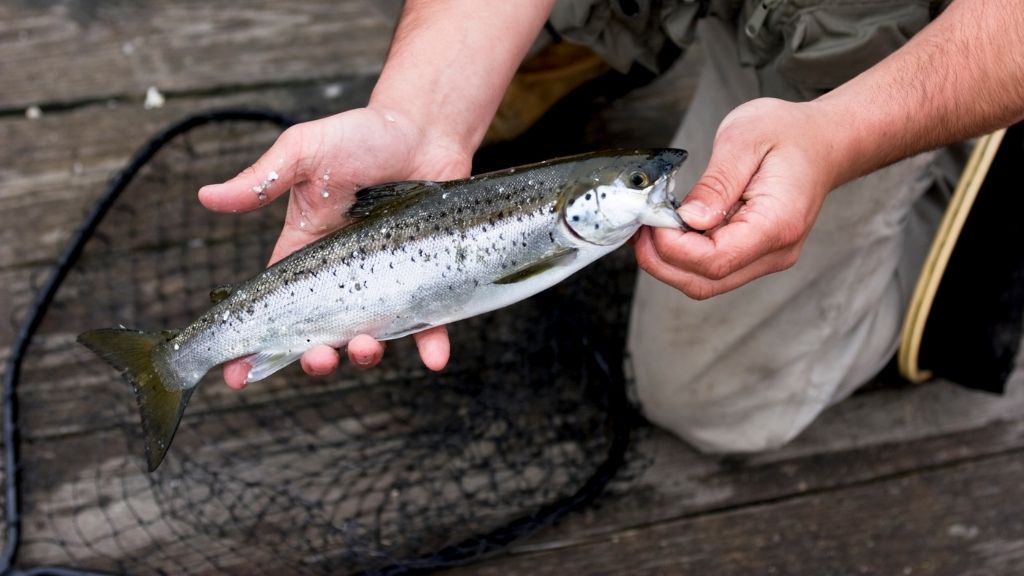 Bilden visar en närbild av en fiskare som håller upp sin fångst i form av en fisk. Fiskaren befinner sig på en brygga och i bakgrunden syns en håv.